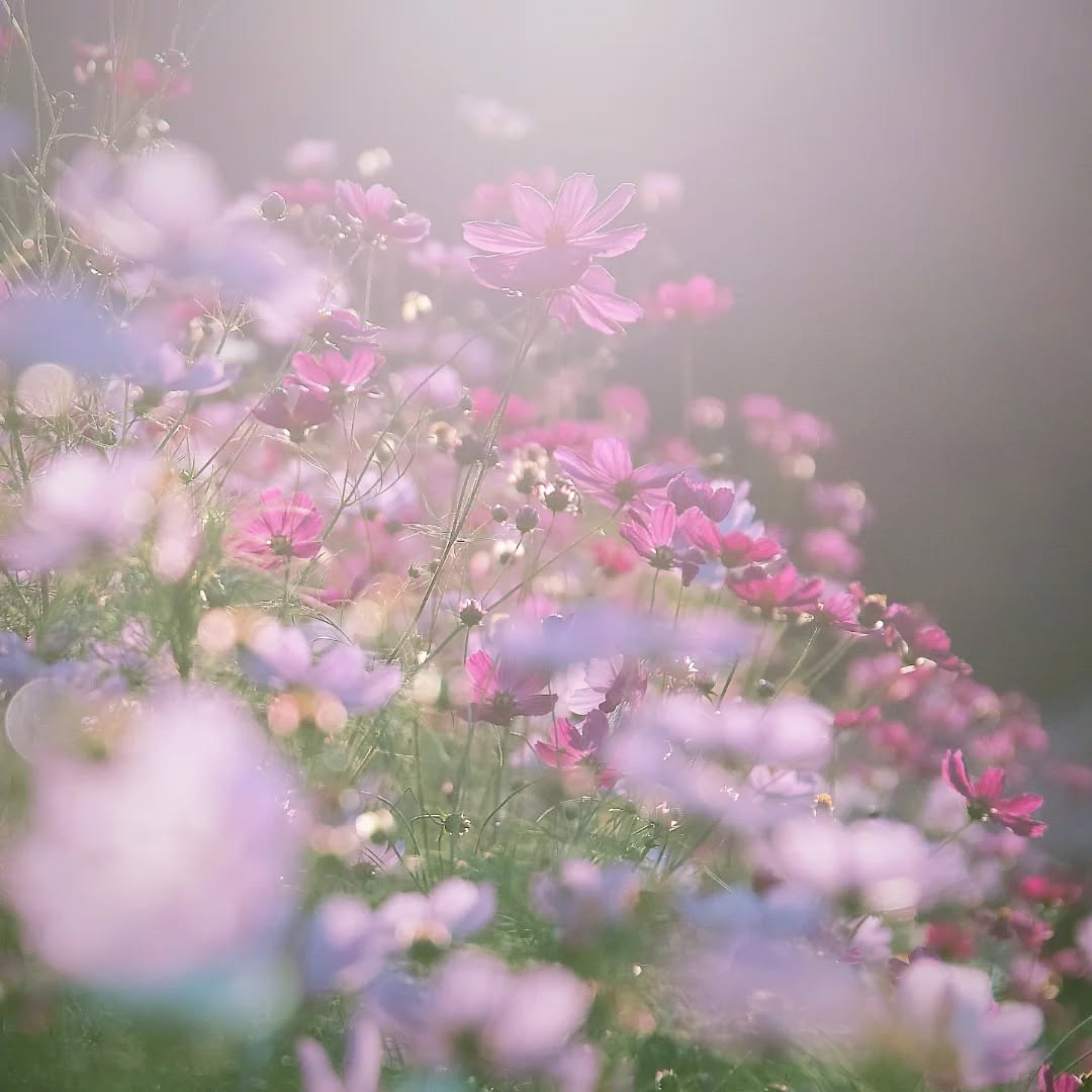 Instagramキャンペーン2025 優秀賞