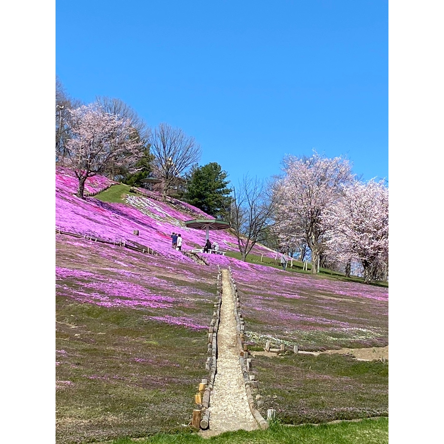 image2 太陽の丘えんがる公園 虹のひろば コスモス園