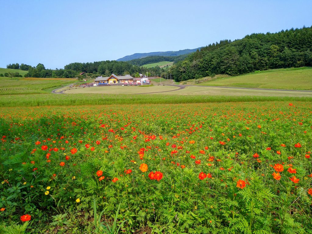 R6.8.21黄花コスモス